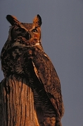 Great Horned Owl Magnet