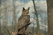 Great Horned Owl Magnet