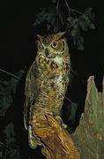 Great Horned Owl Magnet