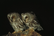Saw-Whet Owl Magnet