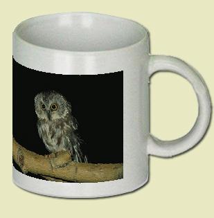 Saw-Whet Owl Coffee Mug