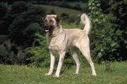 Anatolian shepherd dog Magnet