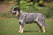 Australian cattle dog Magnet