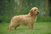 Basset fauve de Bretagne Poster