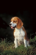 Beagle Magnet