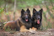 Belgian shepherd Magnet