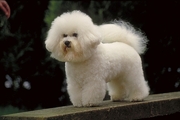 Bichon frise Magnet