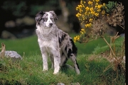Border collie Poster