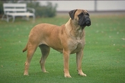 Bull mastiff Poster