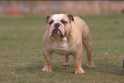 Bulldog Magnet