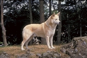 Canaan dog Poster