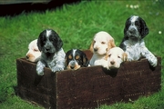 Cocker spaniel Magnet