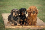 Dachshund Magnet