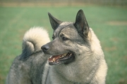 Elkhound Magnet