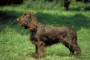 Field spaniel Poster