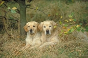 Golden retriever Magnet