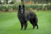 Groenendael Poster