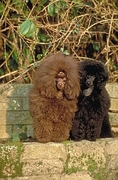 Poodle Magnet