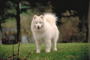 Samoyed Magnet