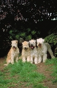 Soft-coated wheatan terrier Magnet