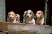 Welsh foxhound Poster