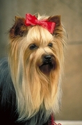 Yorkshire terrier Magnet