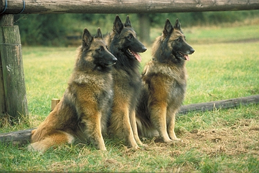 Belgian sheepdog