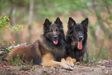 Belgian shepherd