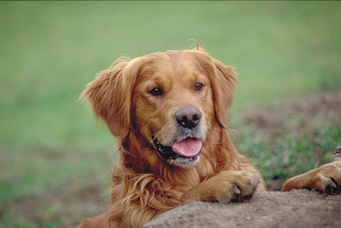 Golden retriever