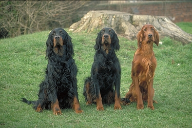 Irish setter
