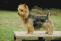 Australian terrier picture