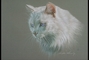 Cat picture