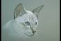 Siamese picture