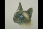 Siamese picture