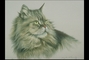 Tabby picture