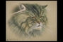 Tabby picture