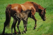 American saddlebred Mousepad