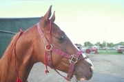 American saddlebred Mousepad