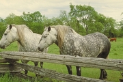 Percherons Mousepad