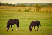 Belgian horse Mousepad