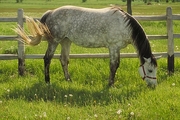 Horse Mousepad