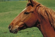 Chesnut Mousepad