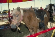 Shetland pony Mousepad