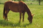 Thoroughbred Mousepad