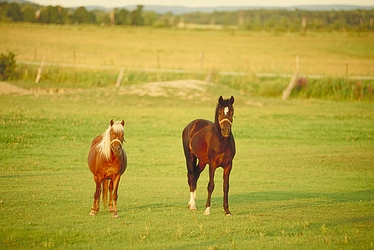 Horse