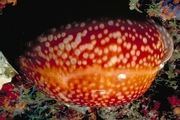 Atlantic deer cowrie Poster