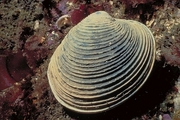 Butter clam Magnet