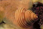 Channeled top shell T-Shirt