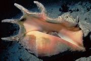 Common spider conch Poster