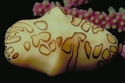 Flamingo tongue T-Shirt
